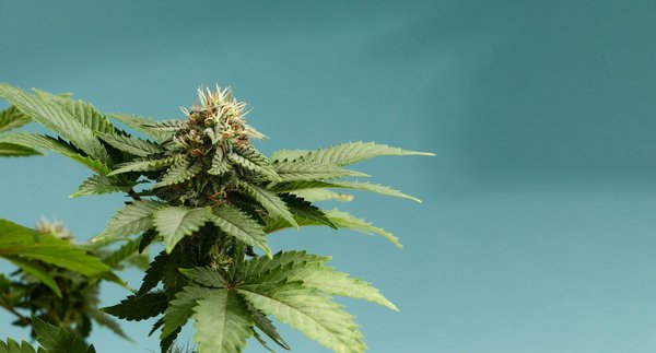 Avantages du cbd contre le stress comparé aux fleurs de bach